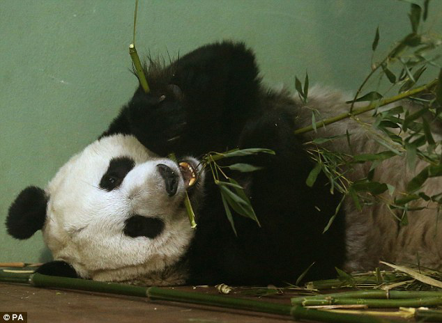 为保证中国旅英熊猫顺利产崽 爱丁堡动物园成禁飞区