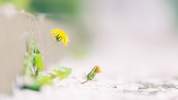 alevel考试辅导价钱一般怎么收费