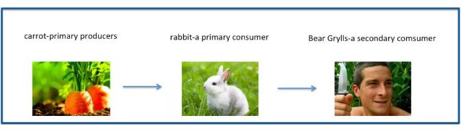 IGCSE生物知识点