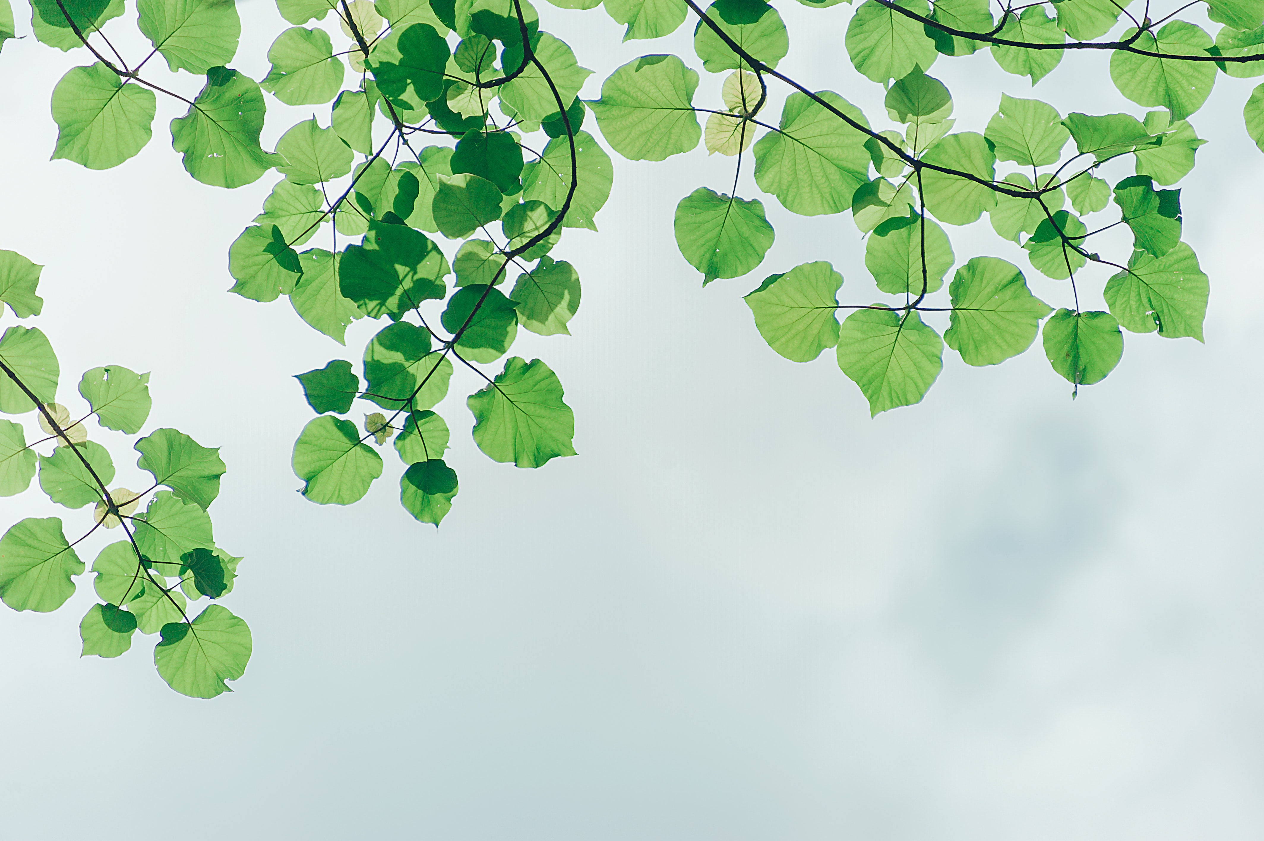 photography-of-leaves-under-the-sky-1131458_看图王.jpg