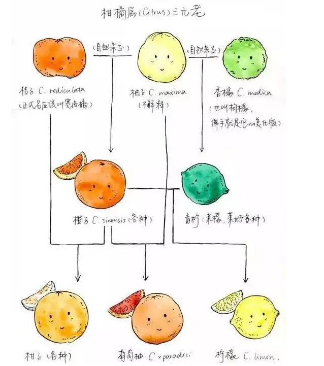 Orange居然不是“橘子”？