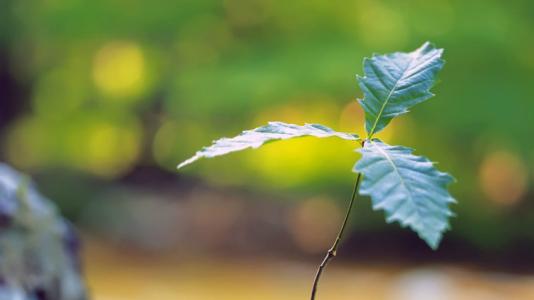 哪些情况下可以申请雅思成绩复议？如何复议？